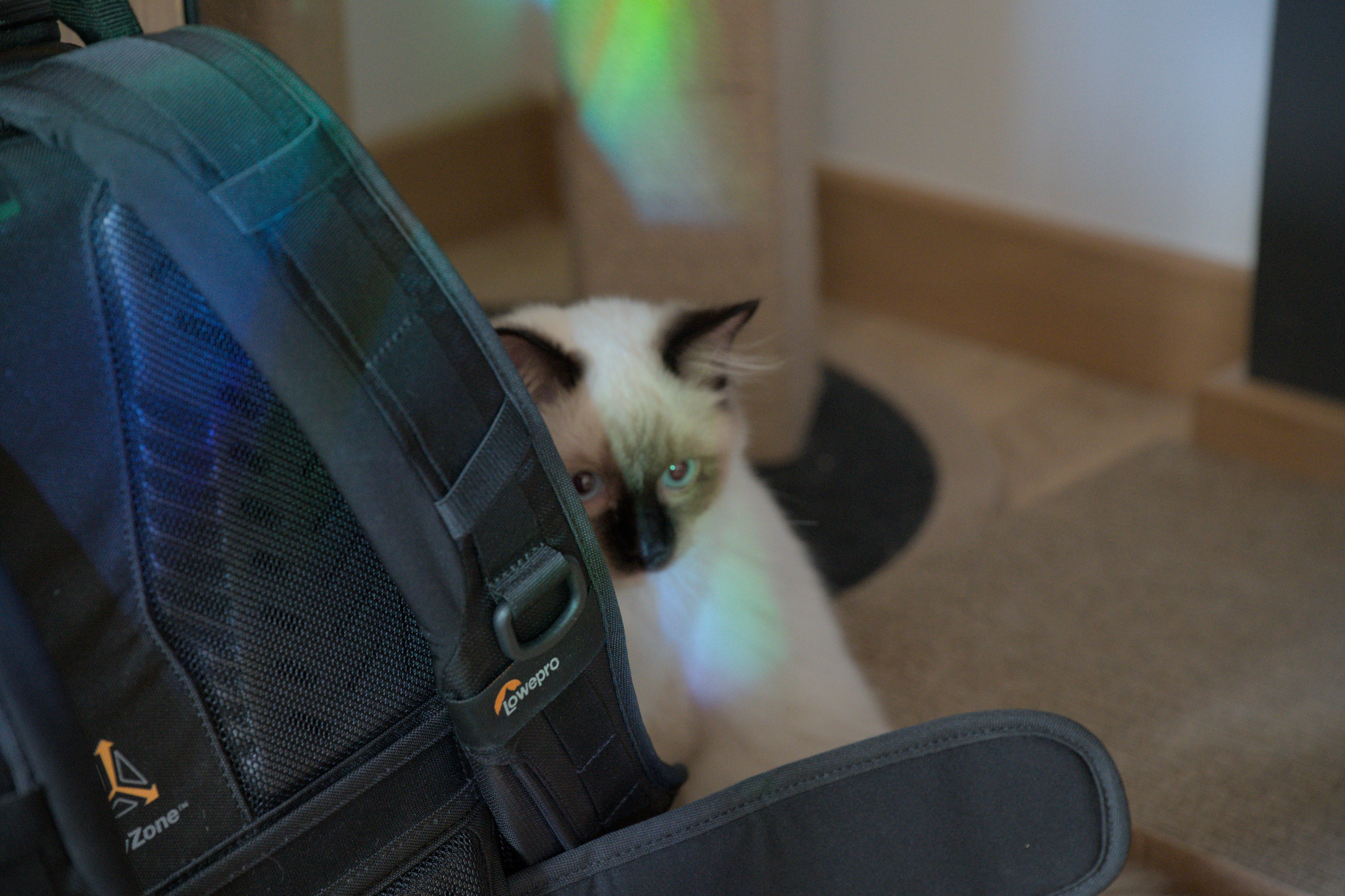 2025/10/12 - cats/DSC_0005.jpg